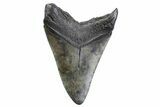 Fossil Megalodon Tooth - South Carolina #371777-2